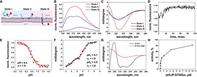 Eradication of tumors and development of anti-cancer immunity using STINGa targeted by pHLIP